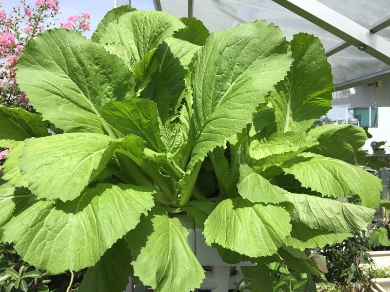 Rau cải đắng có tốt cho sức khỏe hay không? Giá trị về dinh dưỡng của rau cải đắng 3