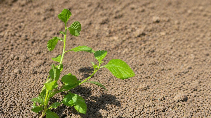 Nên chọn rau sạch, không nhiễm thuốc bảo vệ thực vật