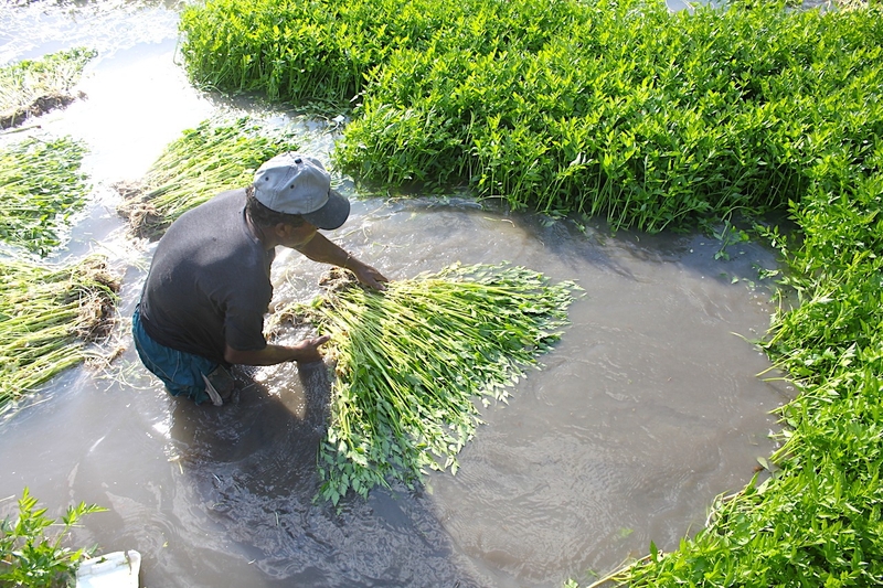 Rau cần ta có tác dụng gì 1