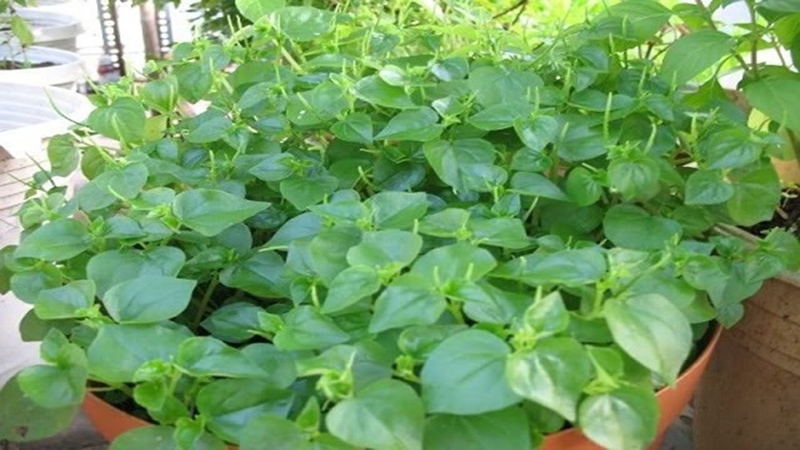 Giải đáp rau càng cua có tác dụng gì 3