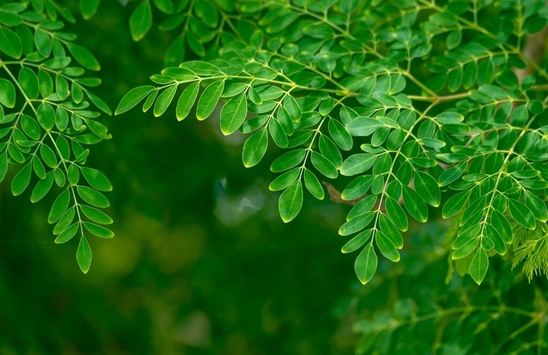 Rau chùm ngây kỵ với thực phẩm nào? Những điều cần lưu ý khi ăn rau chùm ngây 1