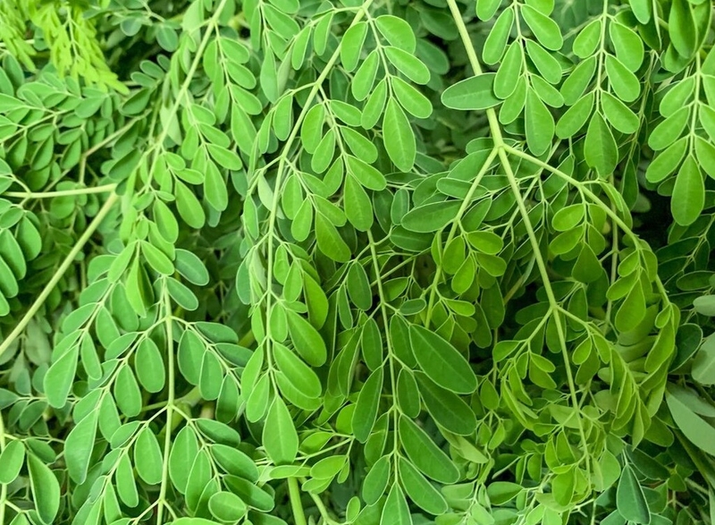 Rau chùm ngây kỵ với thực phẩm nào? Những điều cần lưu ý khi ăn rau chùm ngây 2