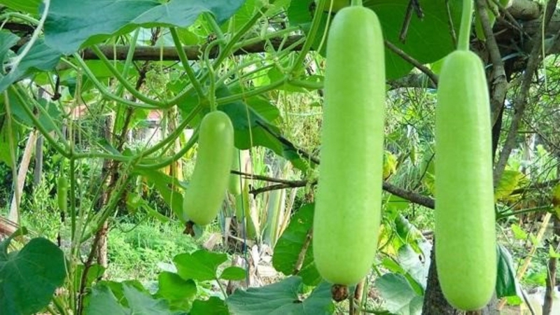 10 loại rau củ quả giải nhiệt cực tốt trong mùa hè oi bức 7