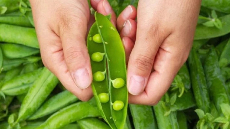 10 loại rau củ quả giải nhiệt cực tốt trong mùa hè oi bức 8