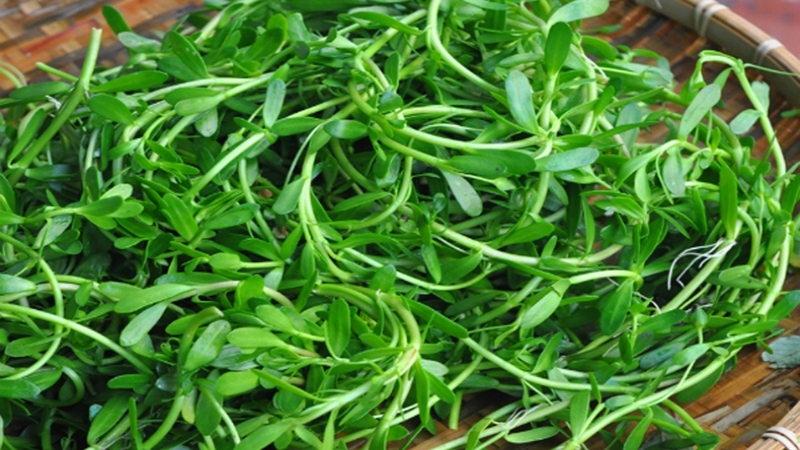 rau-dang-an-song-duoc-khong-an-rau-dang-co-tac-dung-gi