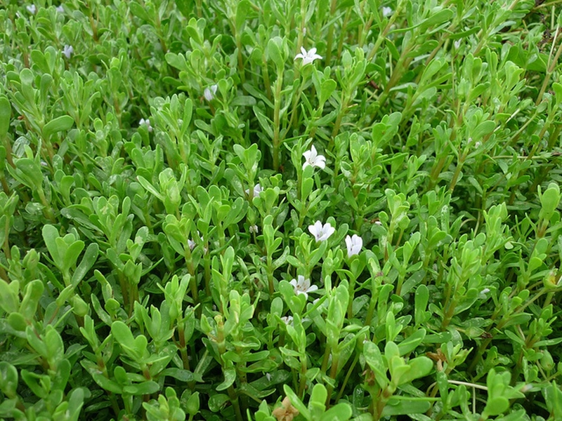 Rau đắng biển: Bài thuốc quý của thiên nhiên 1