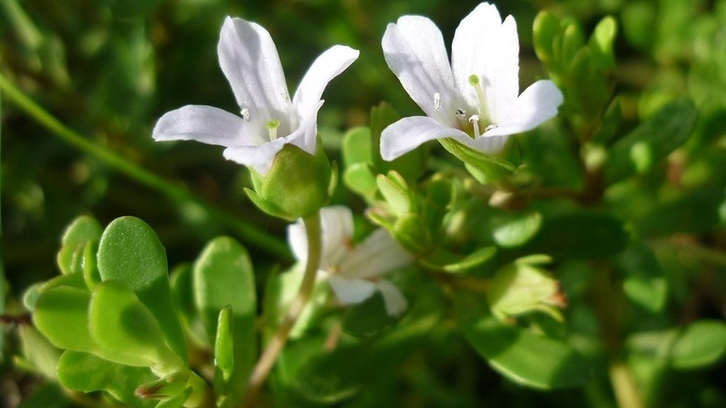 Rau đắng có giảm cân không? Gợi ý món ăn giảm cân từ rau đắng 2