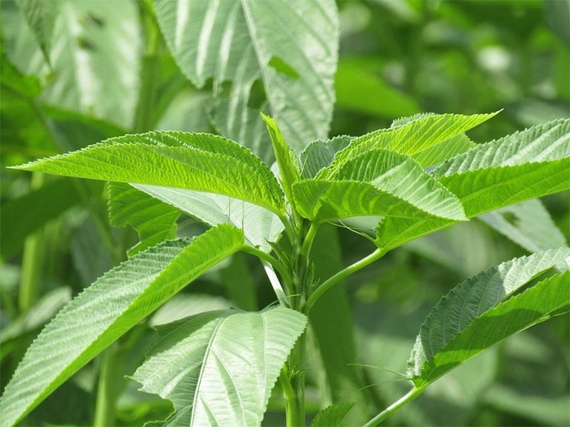 Thắc mắc: Rau đay là rau gì? Những tác dụng không ngờ của rau đay đối với sức khỏe 1