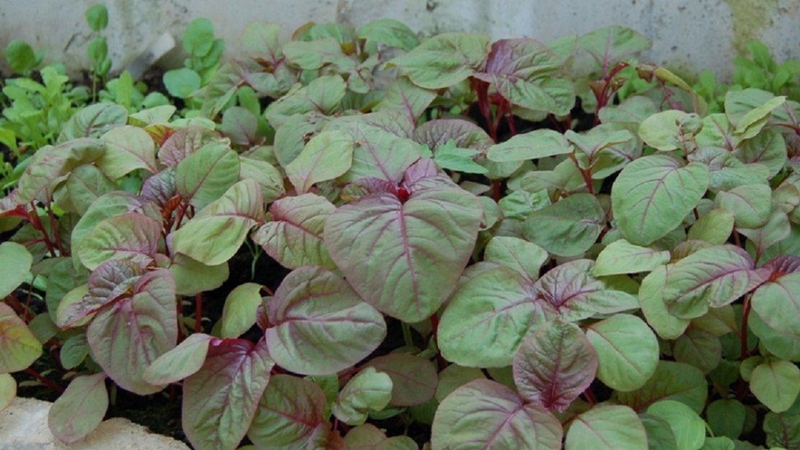 Rau dền có bao nhiêu calo? Rau dền có tác dụng gì với sức khỏe? 3