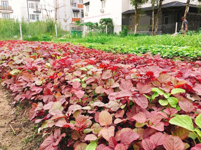 Rau dền có bao nhiêu calo? Rau dền có tác dụng gì với sức khỏe? 4