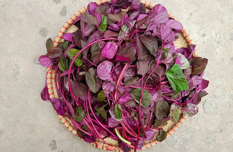 Rau dền giàu dưỡng chất tốt cho sức khỏe nhưng ai không nên ăn rau dền? 4