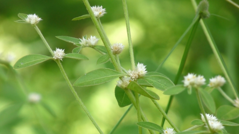 Rau dệu có tên khoa học là Alternanthera sessilis, thuộc họ Rau dền (Amaranthaceae)
