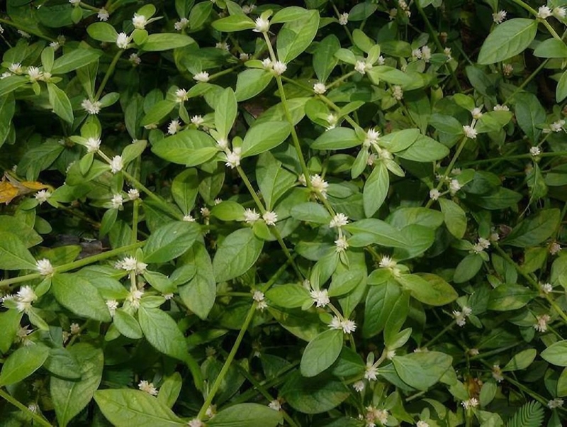 Rau dệu và công dụng đối với sức khỏe 2