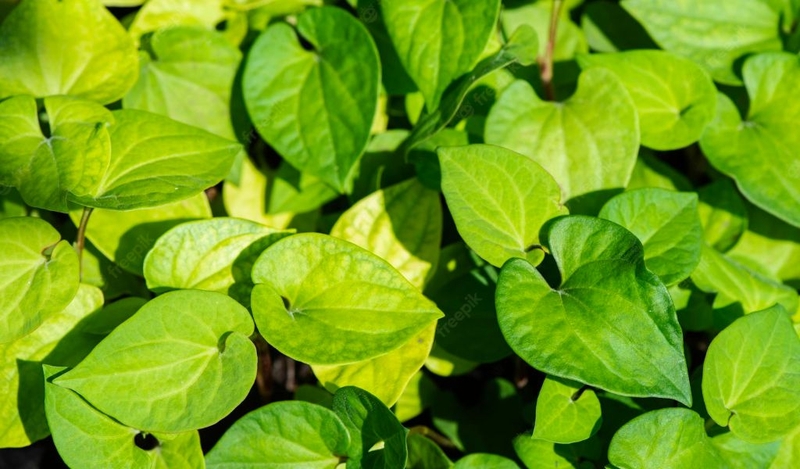 Rau diếp cá có tác dụng gì? Bài thuốc chữa bệnh từ loại rau này 1