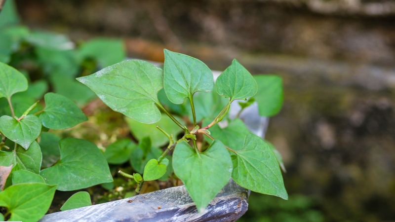 Rau diếp cá có tốt cho thận không? Lợi ích và những lưu ý khi sử dụng 1