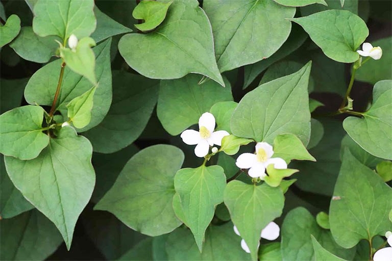 Rau diếp cá có trị được mụn nhọt không?1