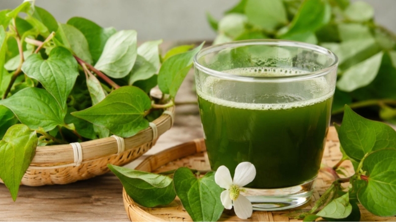 Rau diếp cá bổ sung chất xơ