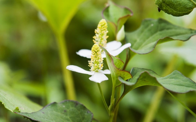 Rau diếp cá trị ho cho bà bầu được không? Gợi ý các cách trị ho cho bà bầu tại nhà 1