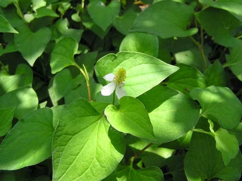 Rau diếp cá trị sỏi thận đơn giản và hiệu quả mà bạn cần biết1