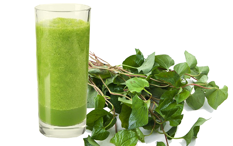 Rau diếp cá trị sỏi thận đơn giản và hiệu quả mà bạn cần biết2