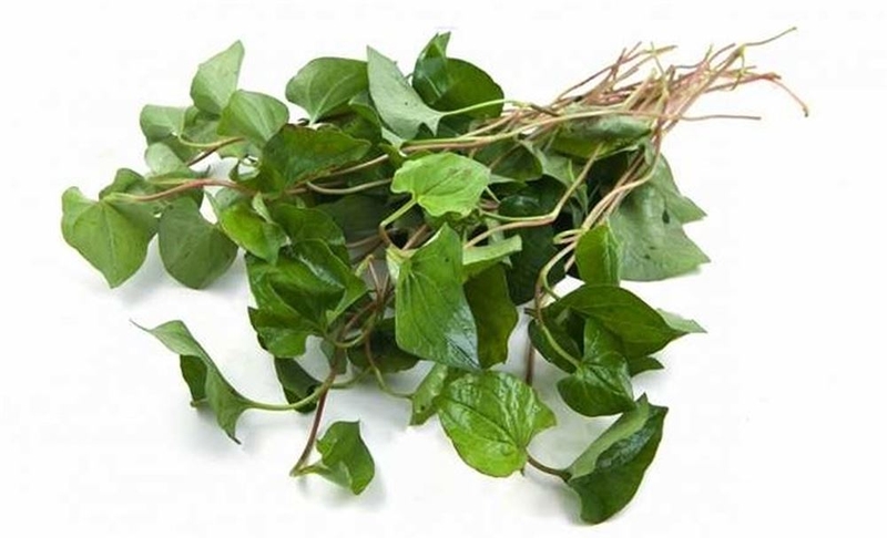 Rau diếp trị bệnh sởi - phương thuốc an toàn cho mọi người1