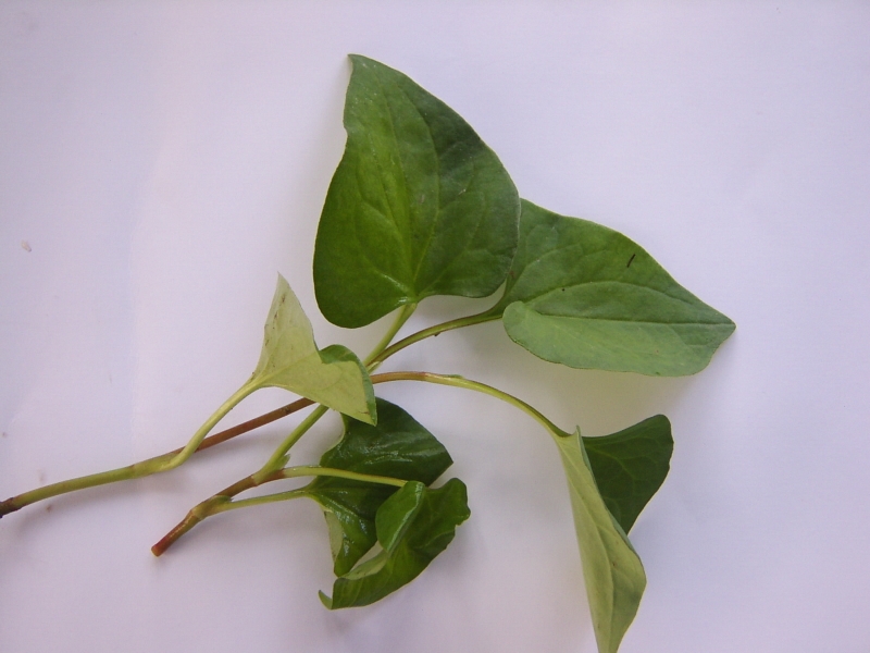 Rau diếp trị bệnh sởi - phương thuốc an toàn cho mọi người 3