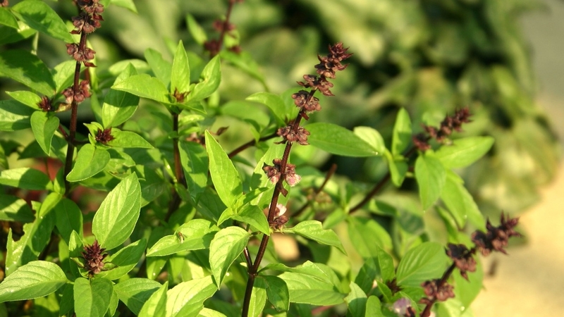 Rau húng quế có tác dụng gì? Ăn rau húng quế có tốt không? 2