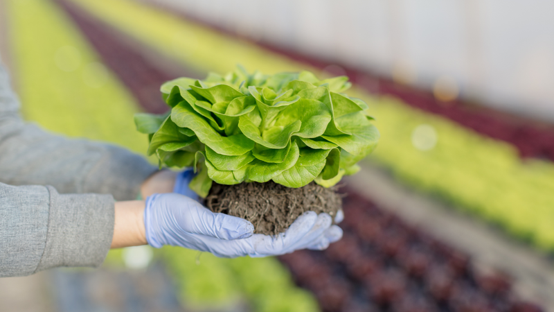 Rau hữu cơ là gì? Sự khác biệt giữa rau sạch và rau hữu cơ 4