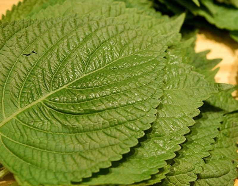 Rau kinh giới bà bầu ăn được không và nên lưu ý những gì khi ăn loại rau này? 4