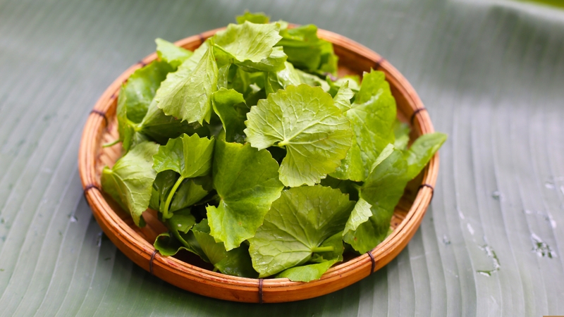 Rau má là một loài thực vật thân thảo thuộc họ Apiaceae, có nguồn gốc từ các vùng nhiệt đới và cận nhiệt đới châu Á