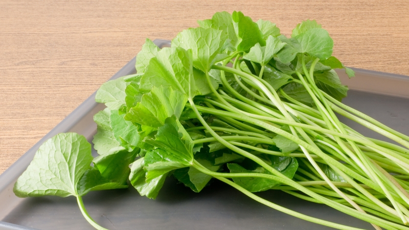 Một số bằng chứng từ nghiên cứu cho thấy chiết xuất rau má có thể hỗ trợ điều hòa chuyển hóa glucose và lipid