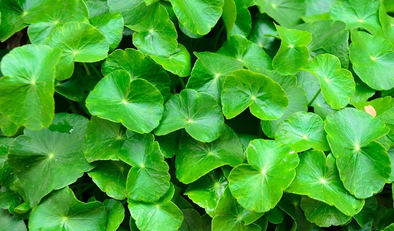 tác dụng của rau má đối với sức khoẻ và làn da