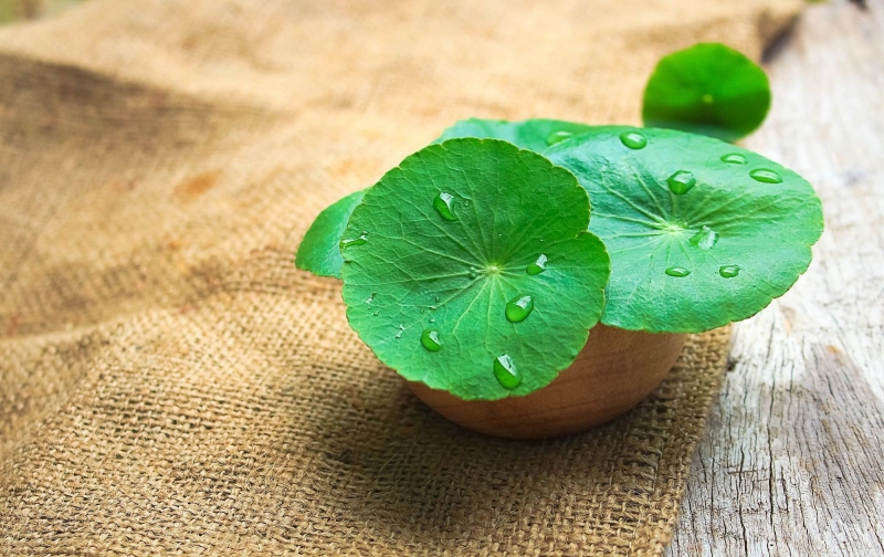 Rau má có tác dụng gì Uống rau má có đẹp da không