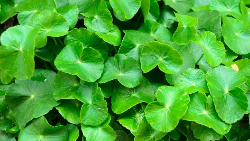 Rau má dù là loại cây mọc bò, thấp, có lá hình tròn giống chiếc dù nhỏ