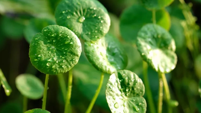 Rau má dù thường được dùng làm cây cảnh thủy sinh và cây tiền cảnh trong hồ thủy sinh