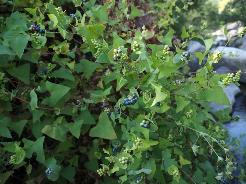 Rau má ngọ: Lợi ích sức khỏe và cách sử dụng 2