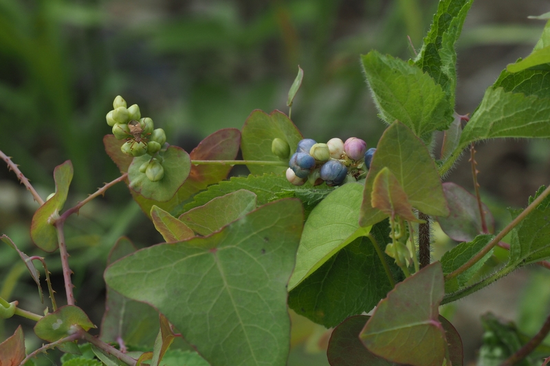 Rau má ngọ: Lợi ích sức khỏe và cách sử dụng 3