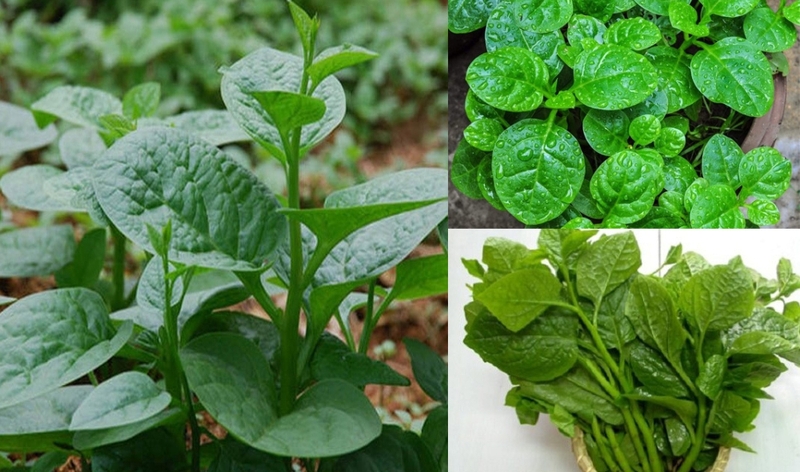 Rau mồng tơi có tác dụng gì và lưu ý khi ăn 2