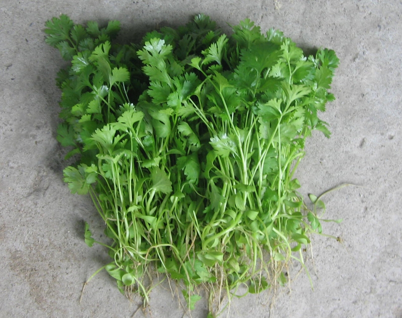 Rau mùi chữa sởi như thế nào là tốt nhất? 1