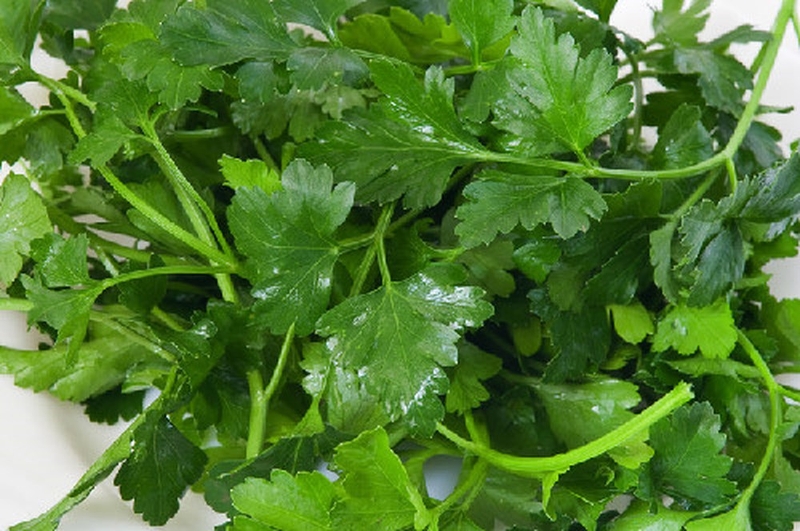 Rau mùi chữa sởi như thế nào là tốt nhất? 2