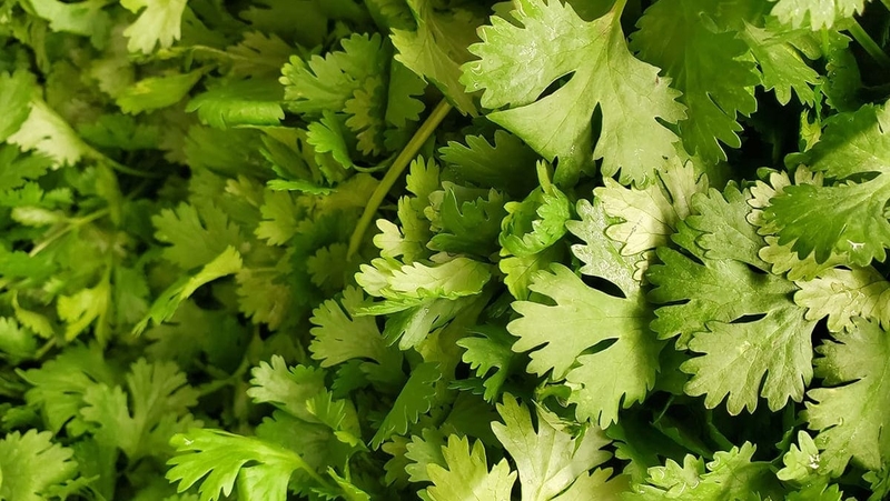 Rau mùi có tác dụng gì? 11 tác dụng của rau mùi có thể bạn chưa biết 2