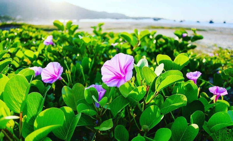 Một số lưu ý khi dùng rau muống biển chữa bệnh