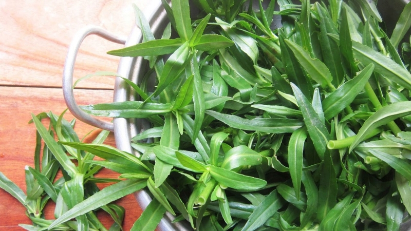 Rau ngổ chữa bệnh sởi - bài thuốc dân gian an toàn cho bé1