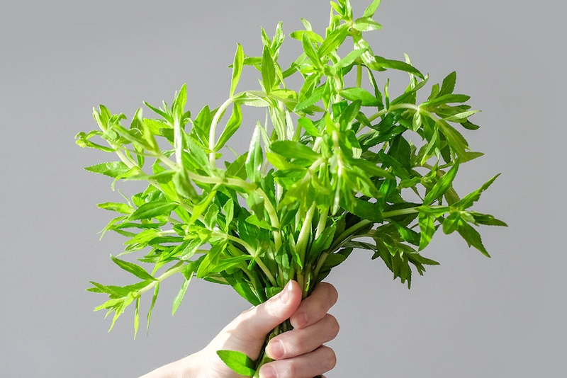 Rau ngổ chữa bệnh sởi - bài thuốc dân gian an toàn cho bé 3