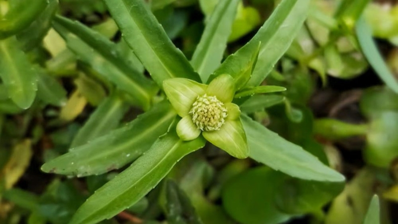 Rau ngổ trâu: Công dụng và 5 bài thuốc quý cho sức khỏe 1