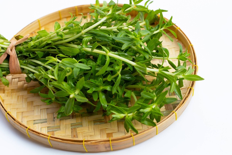 Rau ngổ trâu: Công dụng và 5 bài thuốc quý cho sức khỏe 3