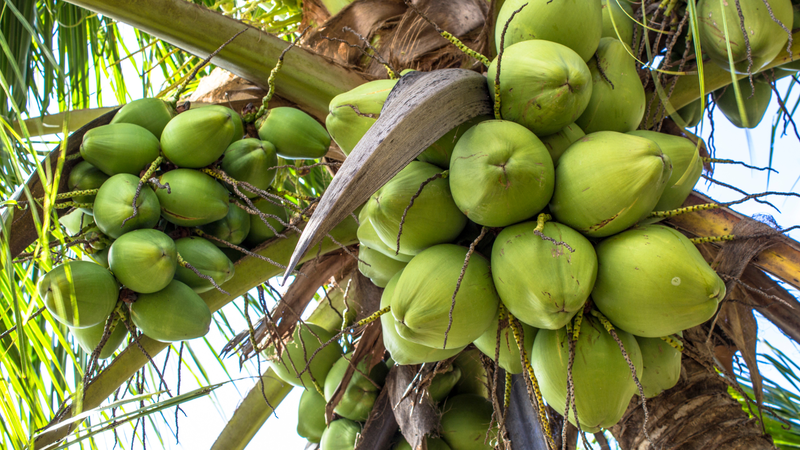 Rau ngổ với dừa có tác dụng gì? Lưu ý quan trọng khi sử dụng 2