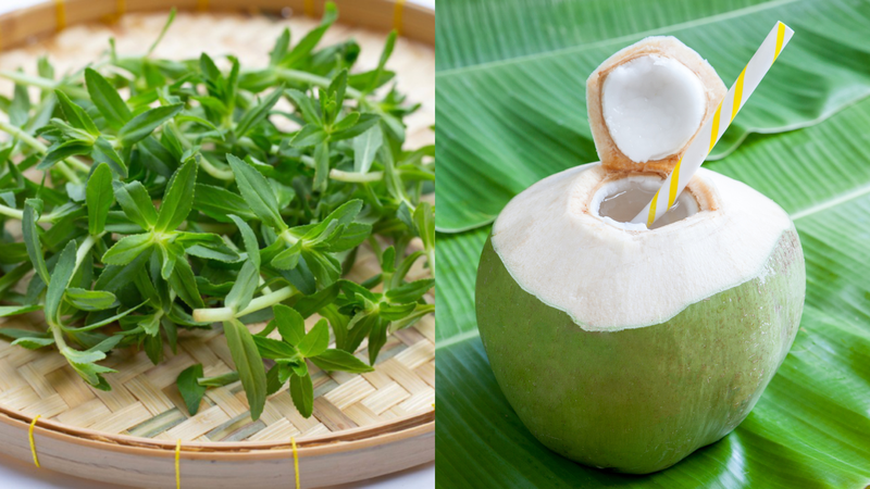 Rau ngổ với dừa có tác dụng gì? Lưu ý quan trọng khi sử dụng 3