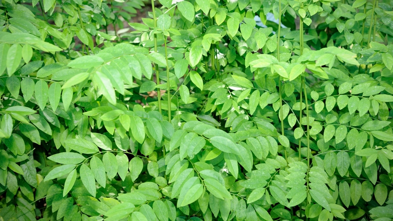 Rau ngót, còn được gọi là rau bồ ngót, có tên khoa học là Sauropus androgynus