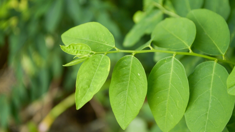 Rau bồ ngót là một nguồn thực phẩm giàu giá trị dinh dưỡng